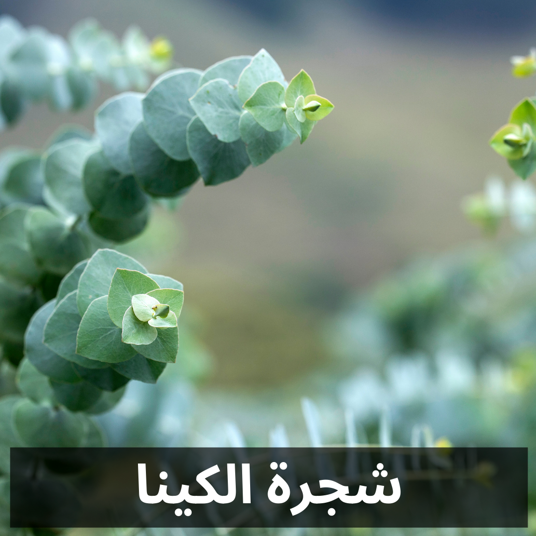 0906 - EUCALYPTUS FRAGRANCE