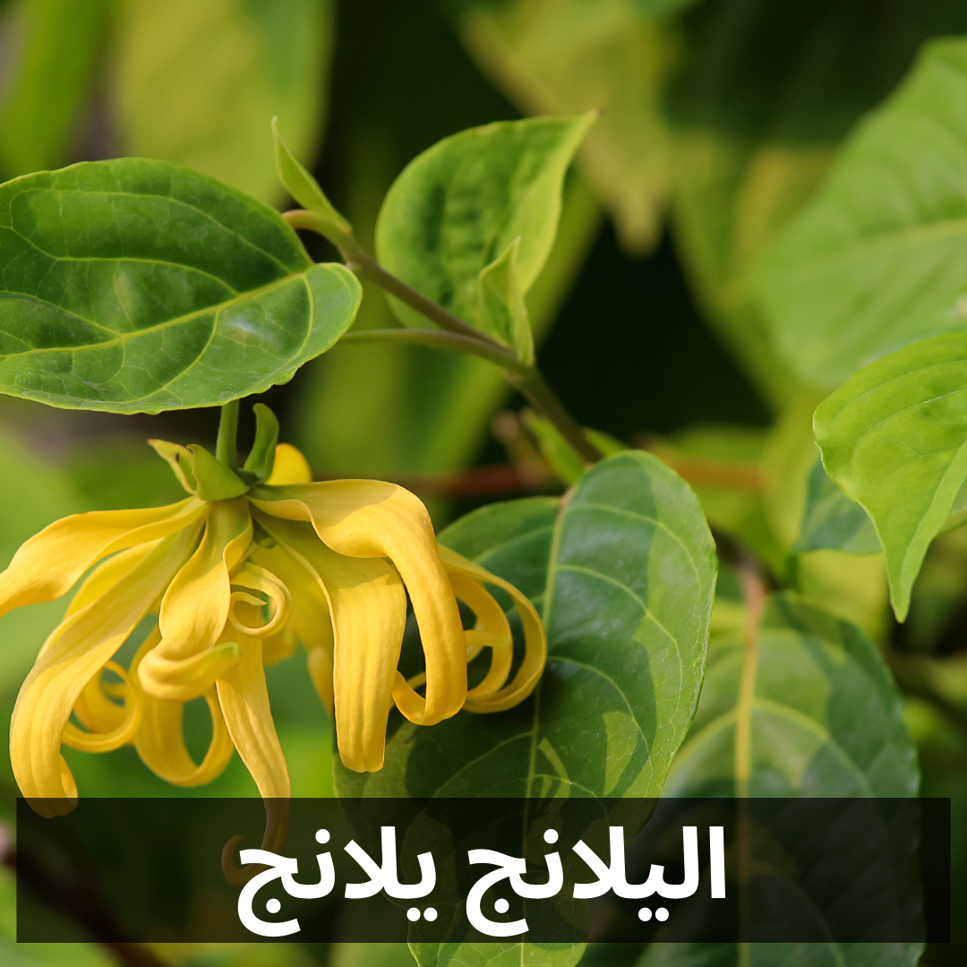 0888 - YLANG YLANG -FRAGRANCE