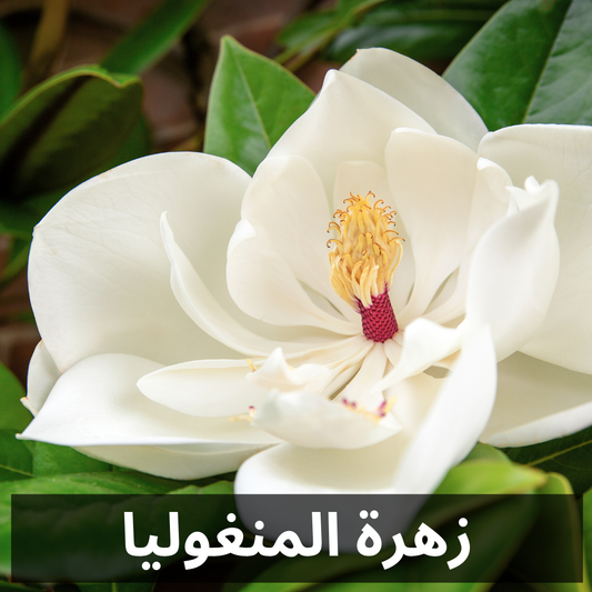 0912 -    MAGNOLIA FRAGRANCE