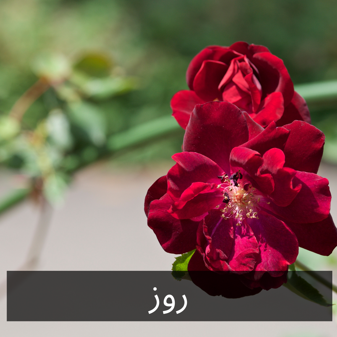 0924 -    VELVET ROSE TK